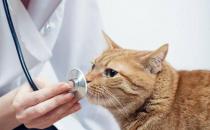 如何预防猫瘟