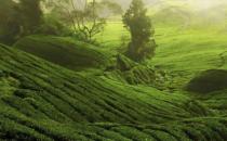 贵州高山野生古树茶是什么茶叶