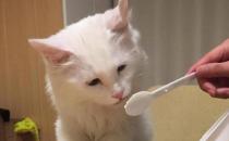 猫咪能喝酸奶吗