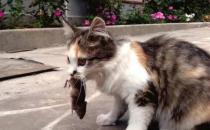 猫咪为什么要吃老鼠